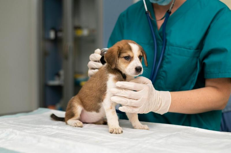 Quais os benefícios dos exames de sangue em pets?