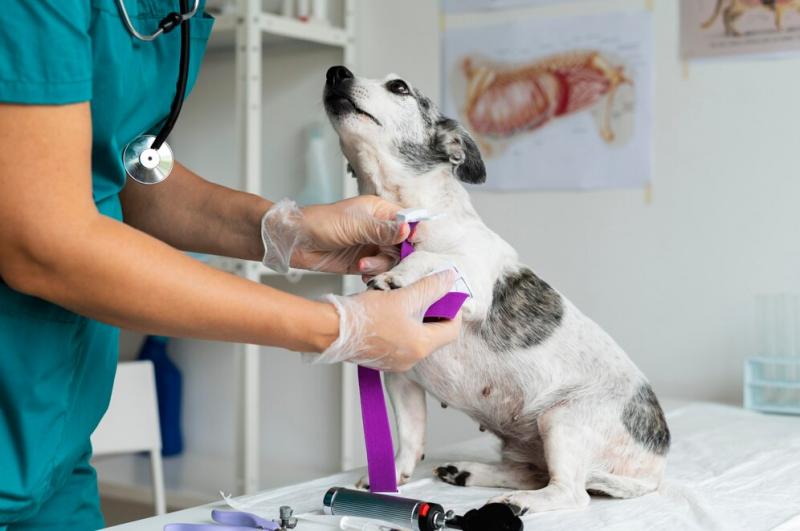 Entenda o Exame de Urina de Cachorro Entenda o Exame de Urina de Cachorro