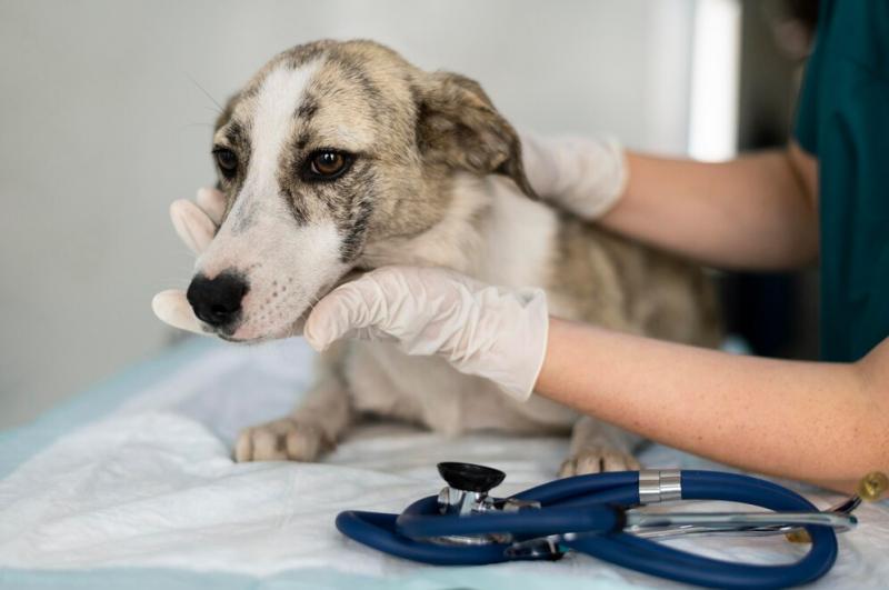 Exame Hemograma para Cachorro: Entenda Tudo Exame Hemograma para Cachorro: Entenda Tudo