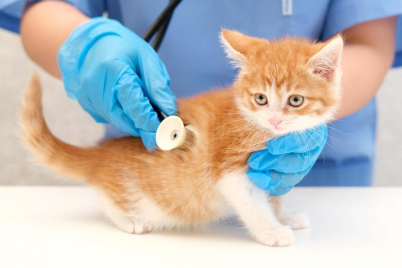 Veterinário especialista em gatos: O melhor para seu felino