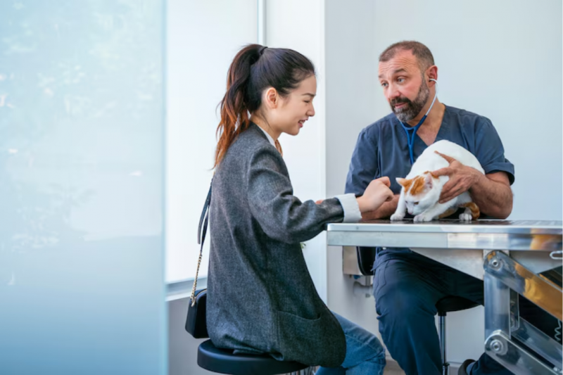 Encontre a Melhor Clínica Veterinária 24 Horas para seu Pet Encontre a Melhor Clínica Veterinária 24 Horas para seu Pet