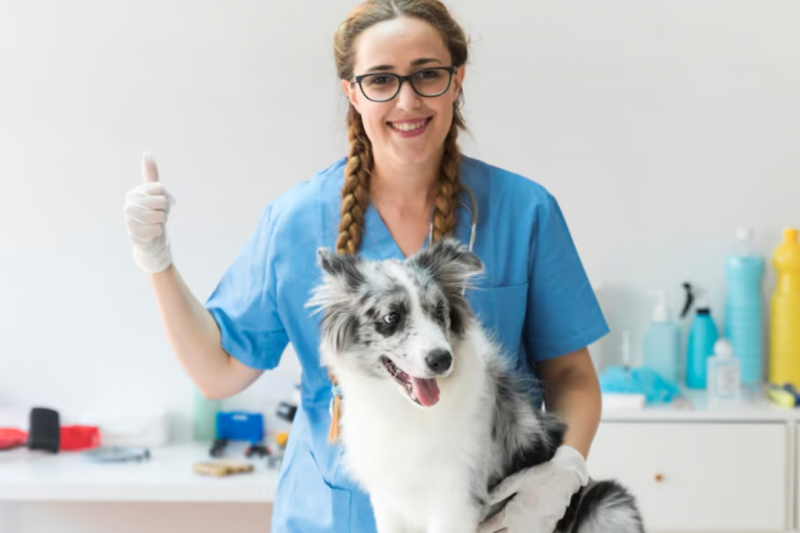 Veterinário popular é a solução acessível para cuidar da saúde do seu pet Veterinário popular é a solução acessível para cuidar da saúde do seu pet