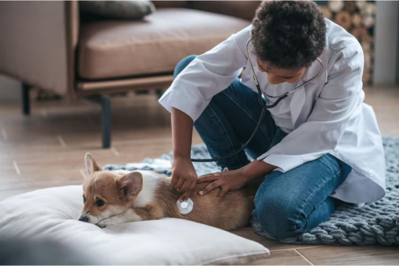 Cardiologista Animal: Como Garantir a Saúde do Coração do Seu Pet
