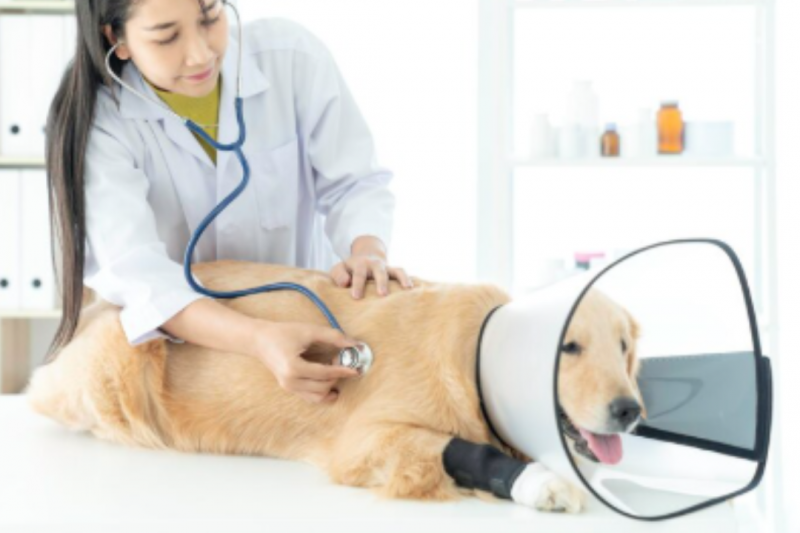 Cardiologista Animal: Como Identificar e Tratar Problemas Cardíacos em Pets Cardiologista Animal: Como Identificar e Tratar Problemas Cardíacos em Pets