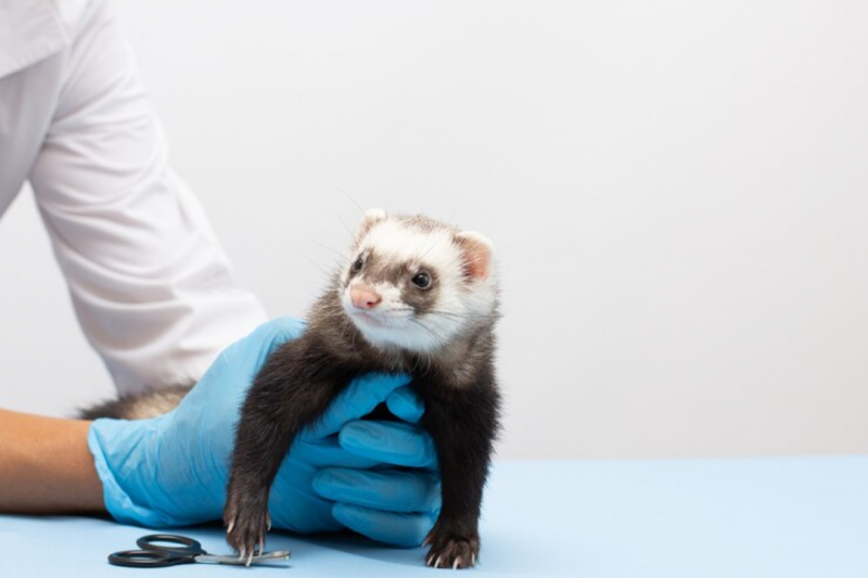 Clínica Veterinária para Animais Exóticos: Cuidados Especiais e Dicas Essenciais
