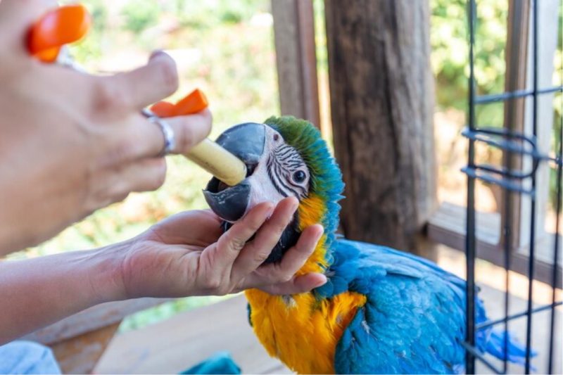 Clínica veterinária para animais silvestres: cuidados essenciais para a saúde da fauna brasileira