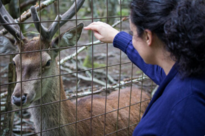 Clínica veterinária para animais silvestres: cuidados essenciais para a saúde da fauna nativa Clínica veterinária para animais silvestres: cuidados essenciais para a saúde da fauna nativa