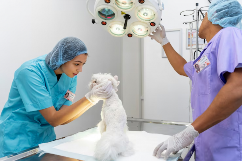 Clínica Veterinária Popular para Todos: Cuidados Acessíveis para seu Pet Clínica Veterinária Popular para Todos: Cuidados Acessíveis para seu Pet