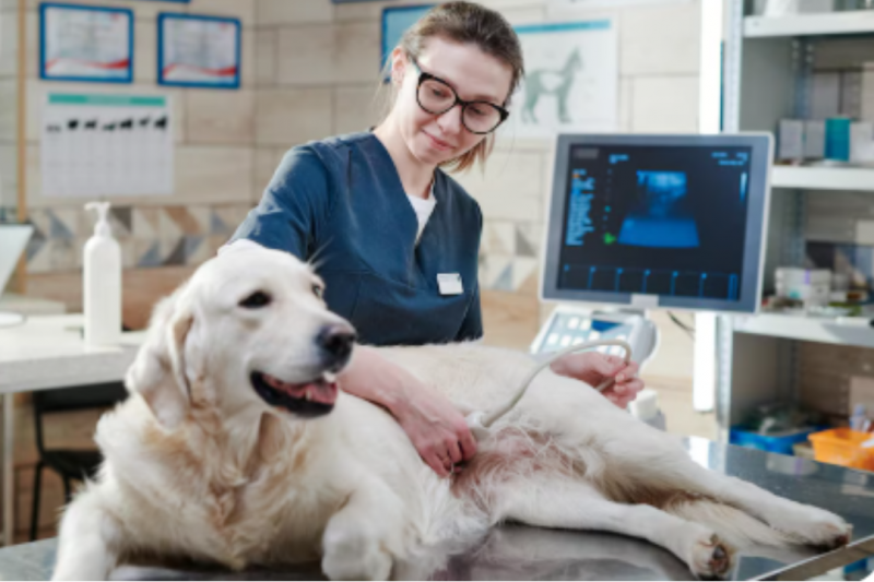 Como Consultar o Telefone de Clínica Veterinária para Emergências Como Consultar o Telefone de Clínica Veterinária para Emergências