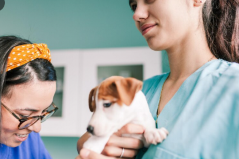 Como encontrar a clínica veterinária mais próxima com facilidade Como encontrar a clínica veterinária mais próxima com facilidade
