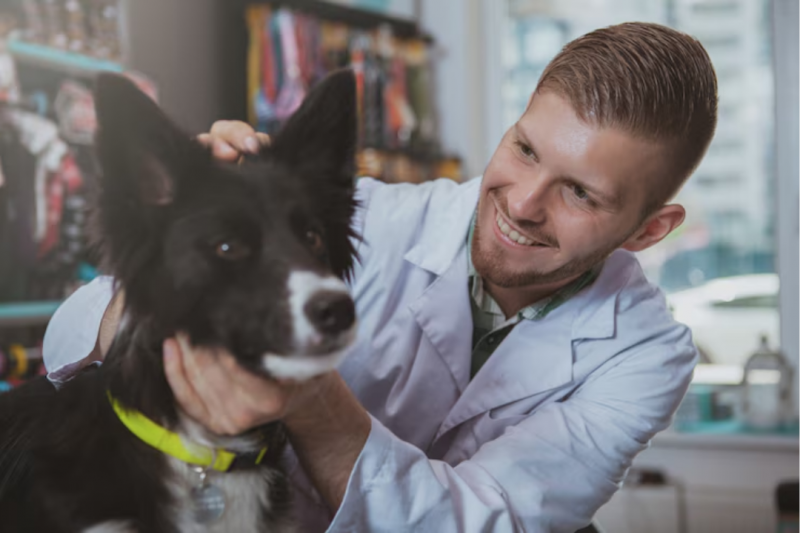 Endocrinologista Animal: Como Esse Especialista Pode Melhorar a Saúde do Seu Pet