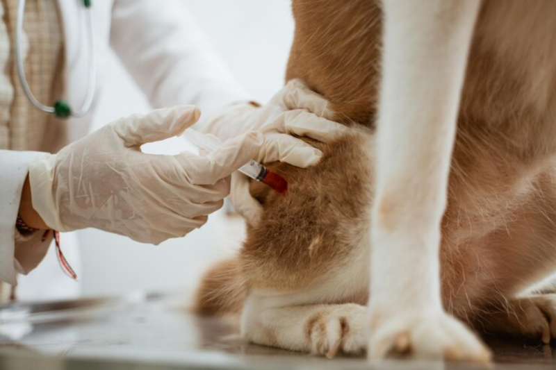 Exame de Sangue Pet: Entenda a Importância e Como Interpretar os Resultados Exame de Sangue Pet: Entenda a Importância e Como Interpretar os Resultados