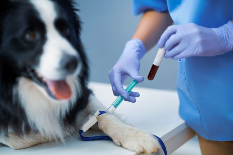 Exame de Sangue Veterinário: Importância e O que Você Precisa Saber