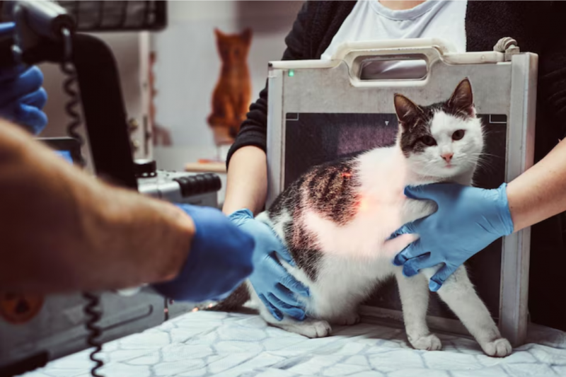 Raio X de Gato: Saiba a Importância e o Processo para a Saúde do Seu Pet Raio X de Gato: Saiba a Importância e o Processo para a Saúde do Seu Pet