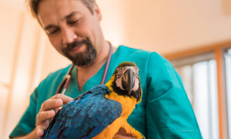 Clínica Especializada em Exames de Animais Silvestres Telefone Hortolândia - Clínica Veterinária para Animais Silvestres