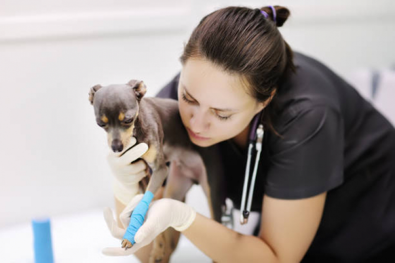 Clínica Veterinária 24 Horas Contato Jardim Belo Horizonte - Clínica Veterinária para Animais