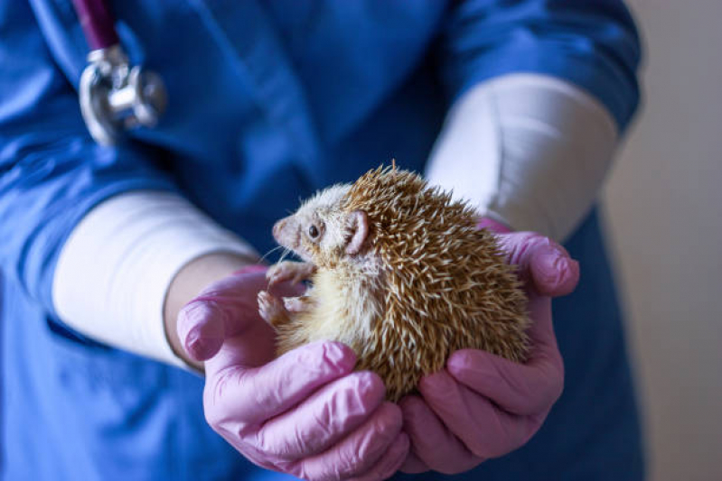 Clínica Veterinária de Animais Exóticos Contato Nova Odessa - Clínica Veterinária para Animais Silvestres