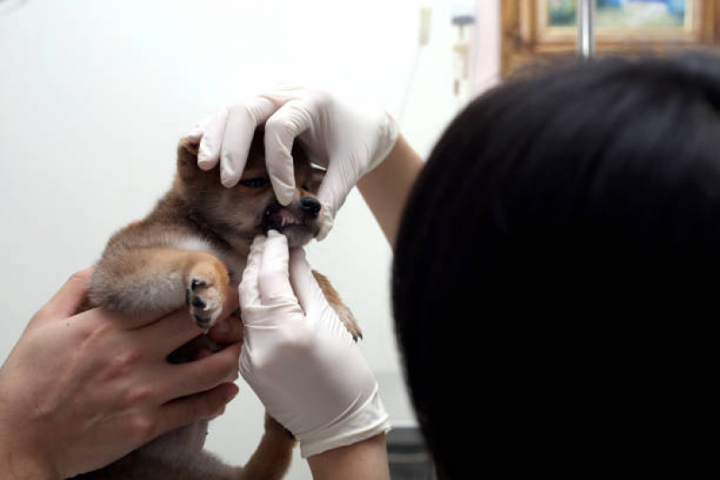 Clínica Veterinária Mais Próximo de Mim Jardim Belo Horizonte - Clínica Veterinária para Animais