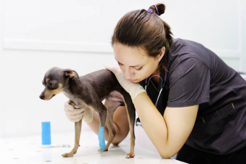 Clínica Veterinária para Animais Contato Jardim das Paineiras - Clínica Veterinária Mais Próxima