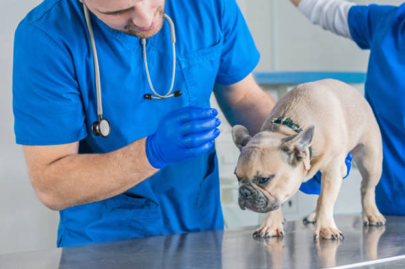 Exame de Eletrocardiograma em Animais Valor Campos Elíseos - Exame de Urina de Cachorro