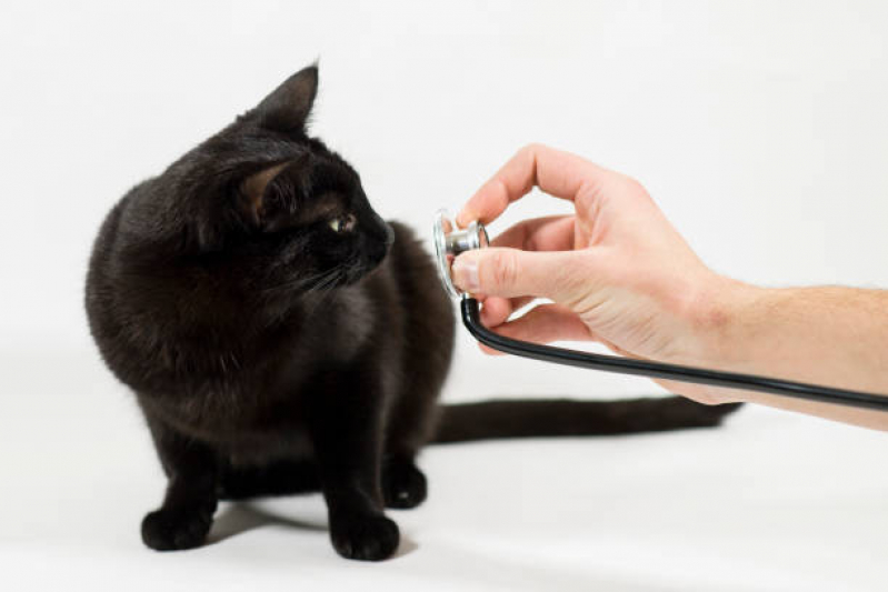 Exame de Eletrocardiograma em Cães e Gatos Taquaral - Exame de Urina Cachorro