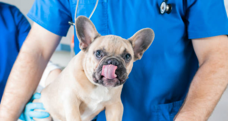 Exame de Fezes para Cachorro Valor Chácara da Barra - Exame de Eletrocardiograma Pet