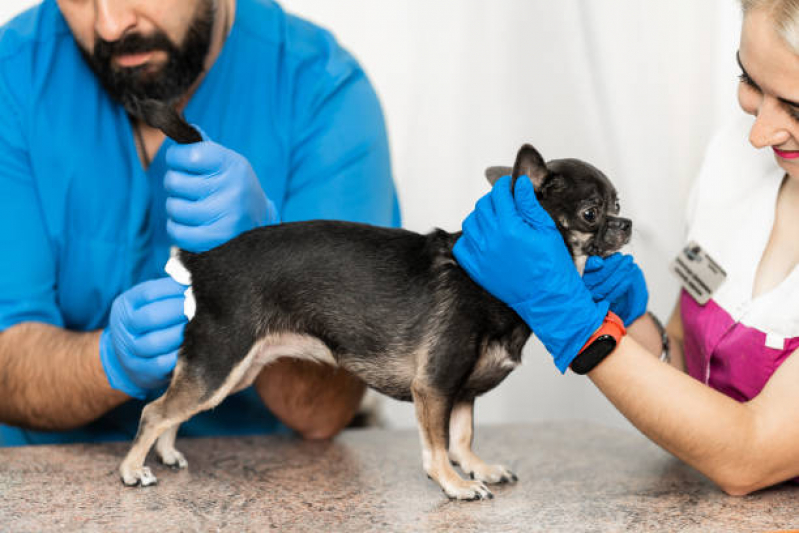 Exame de Fezes para Cachorro Bosque - Exame de Eletrocardiograma em Animais