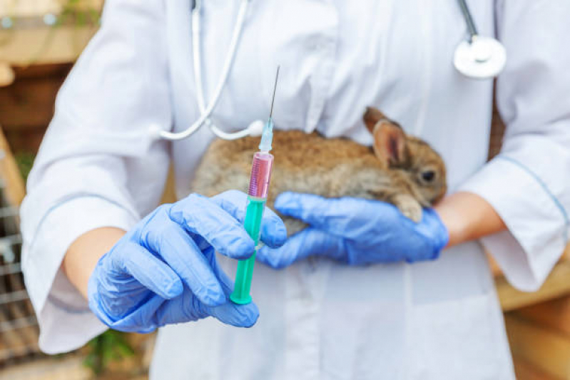 Exame de Hemograma Completo Animal Vila 31 de Março - Exame de Sangue em Gatos