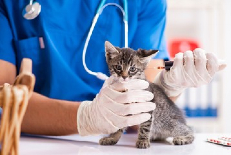 Exame de Sangue em Gatos Valor Jardim Paranapanema - Exame de Hemograma para Animais