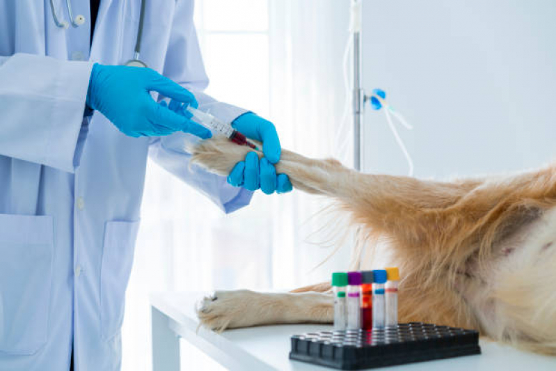 Exame de Sangue para Cachorro Valor Parque Brasília - Exame de Sangue Veterinário