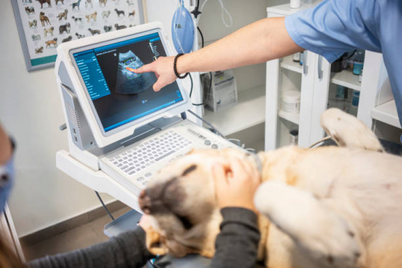 Exame de Ultrassom em Cachorro Marcar Parque Oziel - Exame de Ultrassom em Gatos