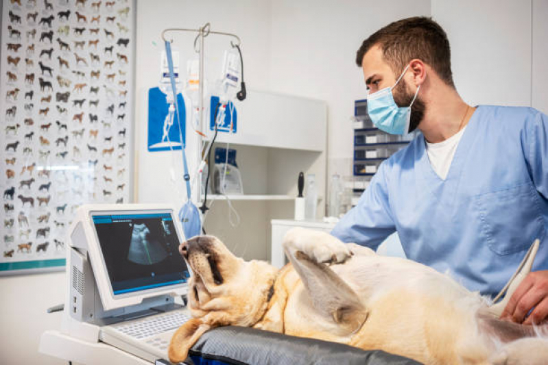 Exame de Ultrassom em Cachorro Jardim Samambaia - Exame de Ultrassom Oftálmico para Animais