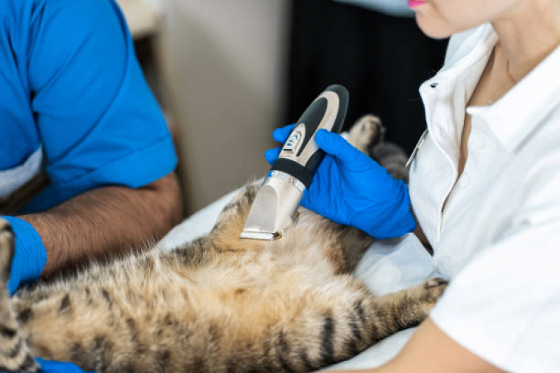 Exame de Ultrassom em Gatos Marcar Vila Santana - Exame de Ultrassom Abdominal Animal