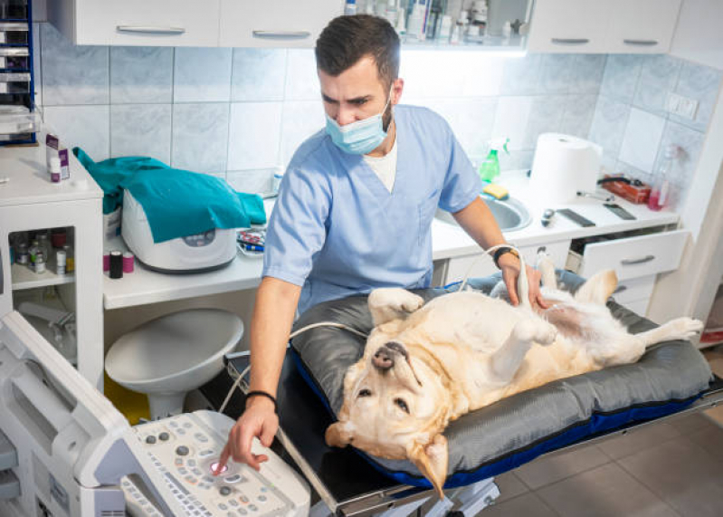Exame de Ultrassom para Cães e Gatos Parque Camélias - Exame de Ultrassom Articular para Animais
