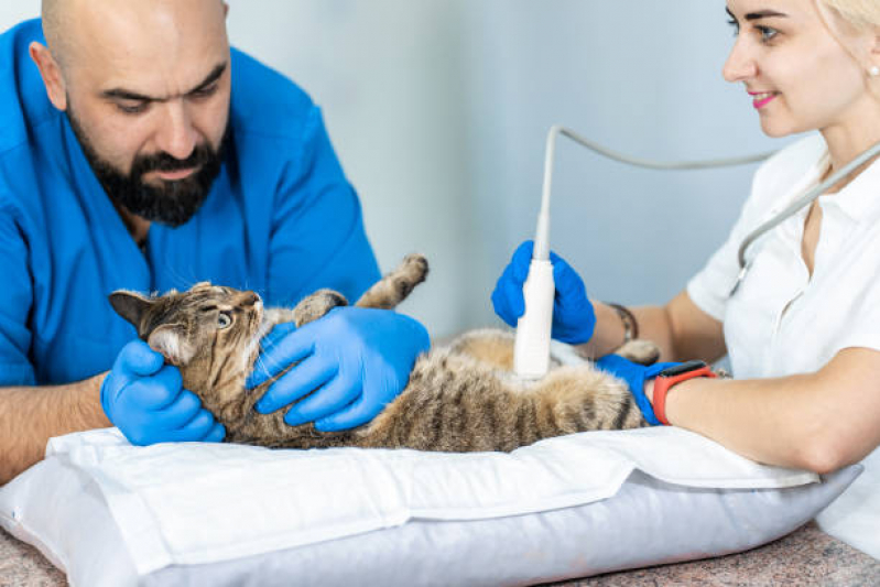 Exame de Ultrassom para Gato Marcar Vila Costa e Silva - Exame de Ultrassom Oftálmico para Animais