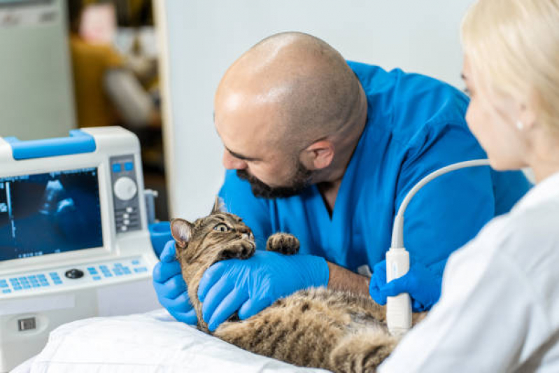 Exame de Ultrassom para Gato Jardim do Vovô - Exame de Ultrassom Encefálico Animal