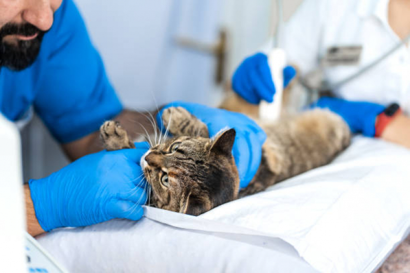 Exame de Ultrassom para Gatos Marcar Parque da Hípica - Exame de Ultrassom Articular para Animais