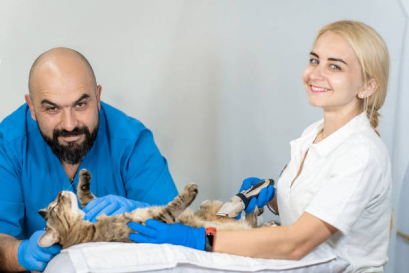 Exame de Ultrassom para Gatos Jardim Eulina - Exame de Ultrassom para Gatos