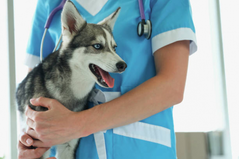 Exame de Urina de Cachorro Valor Jardim das Paineiras - Exame de Eletrocardiograma Pet