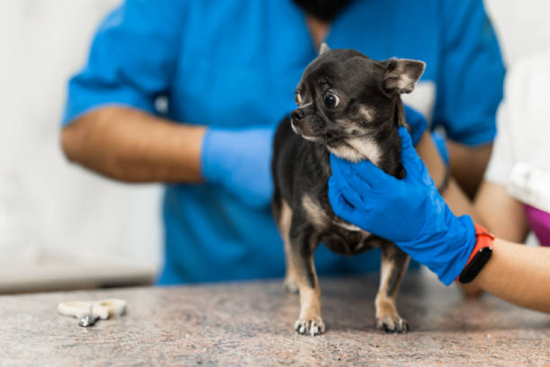 Exame de Urina em Cães Gramado - Exame de Fezes para Cachorro