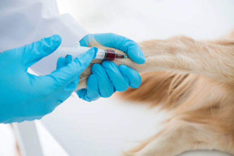 Exame Hemograma Cachorro Jardim Santa Eudóxia - Exame de Sangue Veterinário