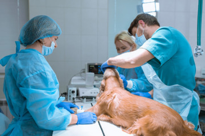 Gastrologista para Animais Parque Camélias - Oncologista para Animais