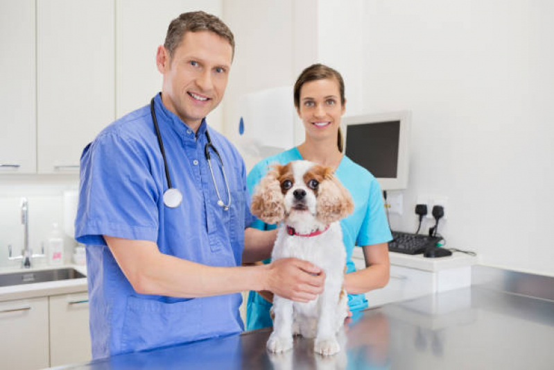 Hematologista para Animais Clínica Vila San Martin - Oncologista para Animais