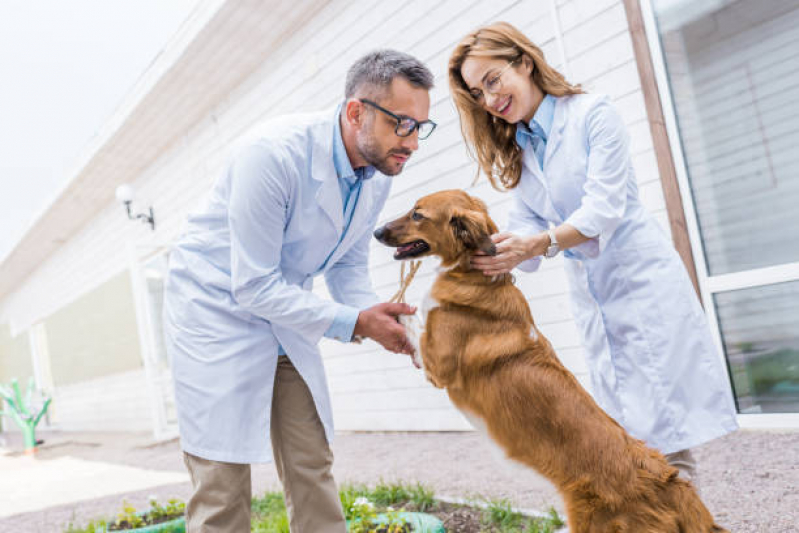 Hematologista para Animais Jardim Tamoio - Gastroenterologista para Animais
