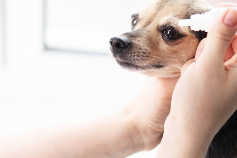 Oftalmologista para Cachorro Jardim Proença - Oncologista para Animais