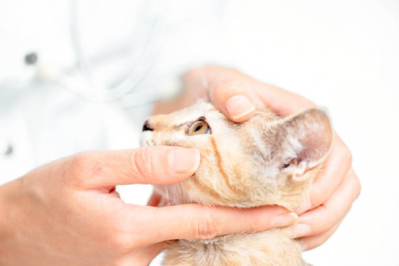 Oftalmologista para Gato Sitio Recreio dos Cafezais - Gastroenterologista para Animais