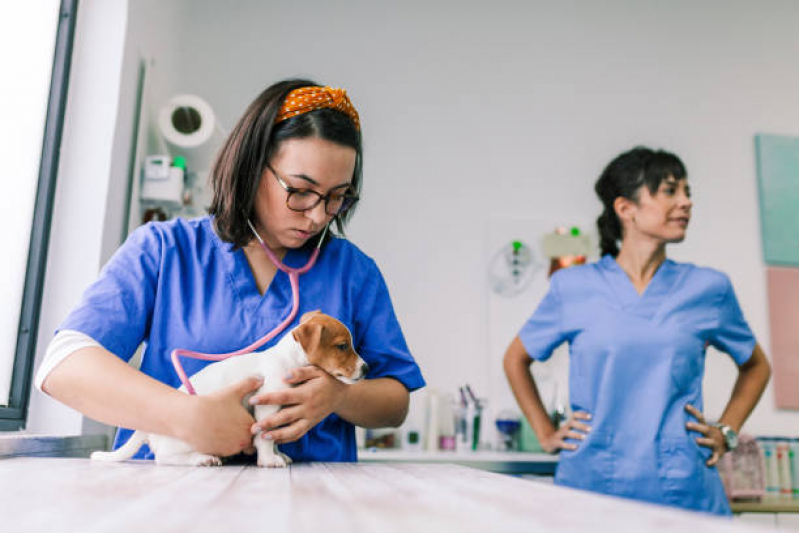Oncologista para Animais Jardim São Fernando - Endocrinologista Animal Campinas