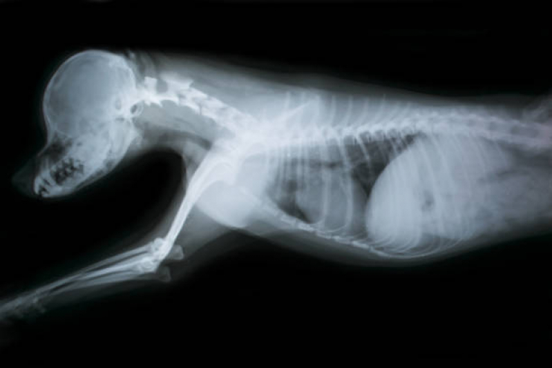 Onde Faz Exame de Raio X Crânio do Cachorro Parque Itália - Exame de Raio X para Gato