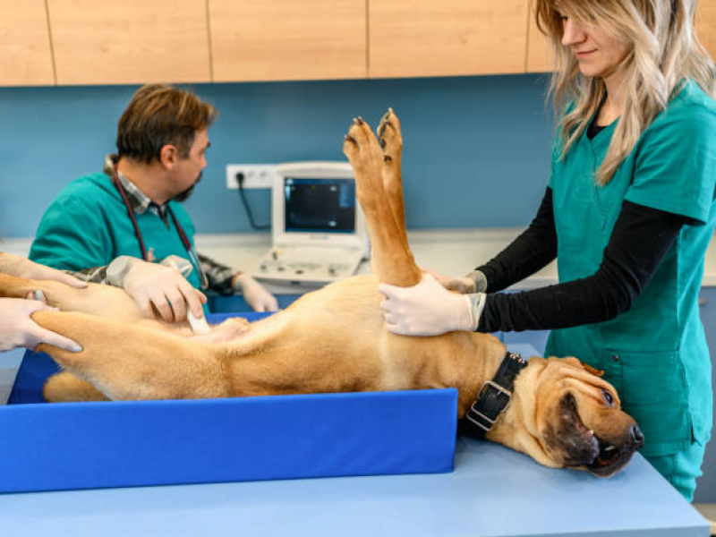 Onde Fazer Exame de Ultrassom Abdominal em Gatos Vila Maria[4] - Exame de Ultrassom para Cachorro