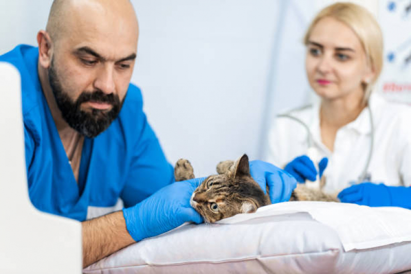 Onde Fazer Exame de Ultrassom Oftálmico para Animais Jardim Boa Esperança - Exame de Ultrassom para Gatos